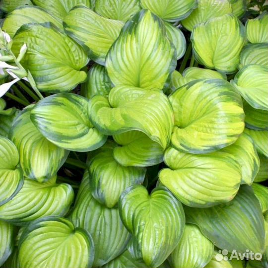 Хосты Гуакамоле