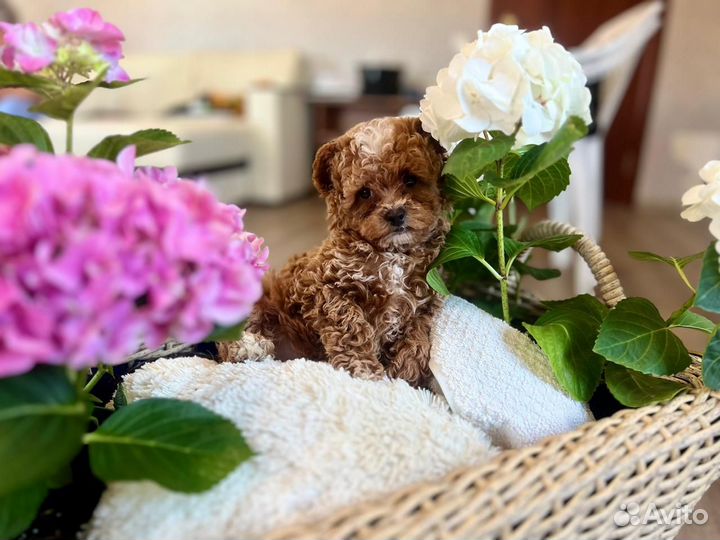 Тикап тедди Пудель