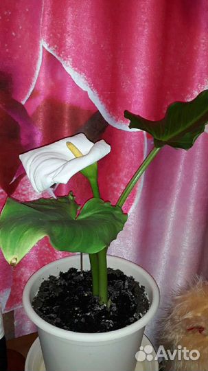 Калла эфиопская