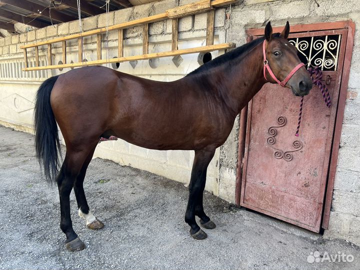 Кабардинский жеребец