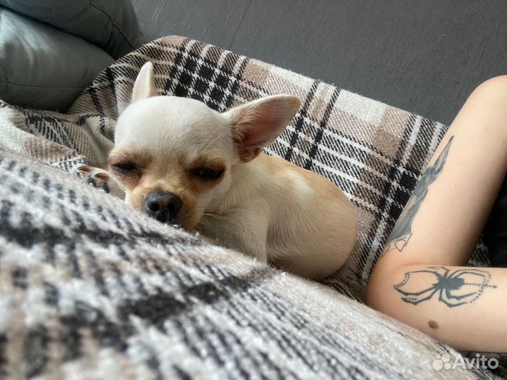 Чихуахуа девочка