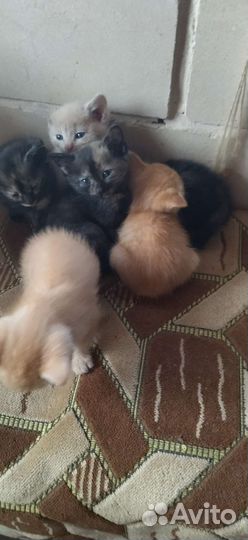 Кошки в добрые руки