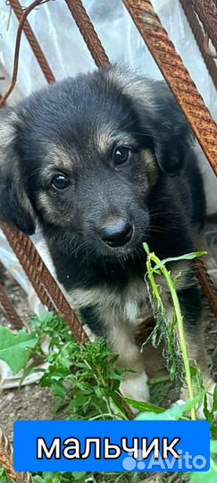 Щенок мальчик