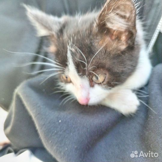 Кошка в дар бесплатно