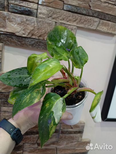 Комнатные цветы