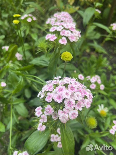 Осенняя астра