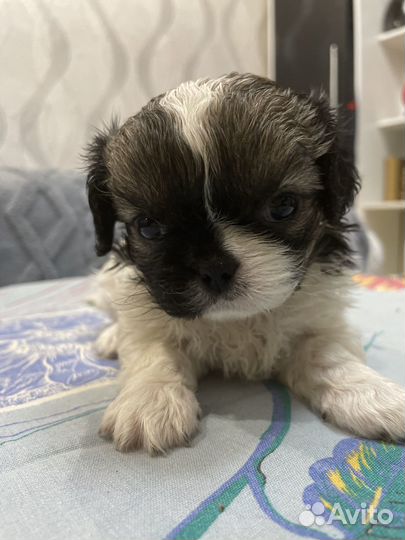 Щенки пекинеса