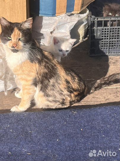 Котята в дар