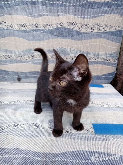 Котята в добрые руки бесплатно
