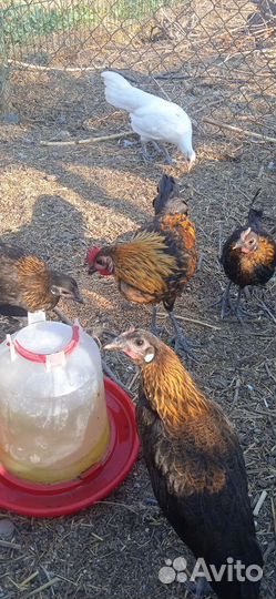 Петухи 
