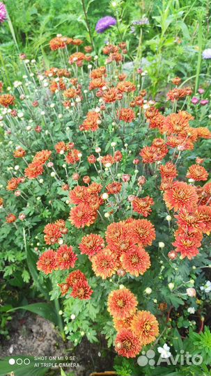 Хризантемы