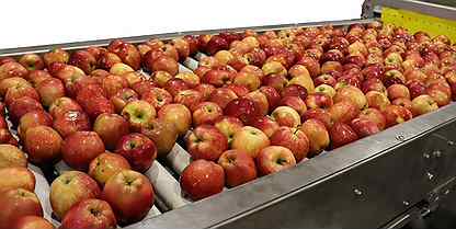 Линия сортировки яблок, персиков, помидор, фруктов
