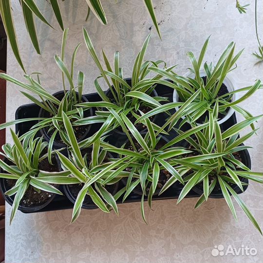 Комнатные цветы