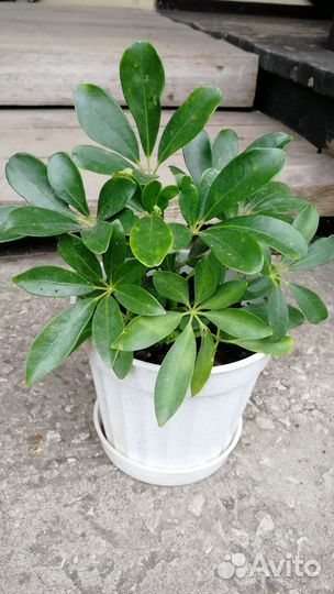 Щефлера нора