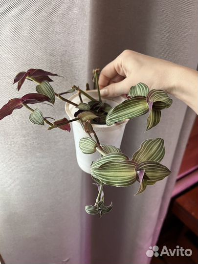 Комнатные цветы