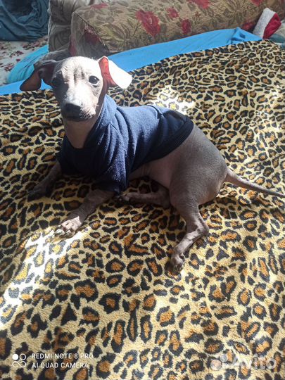 Толстовка для собак