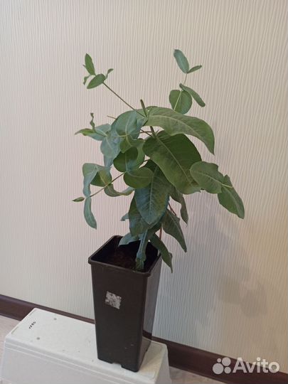 Эвкалипт саженец