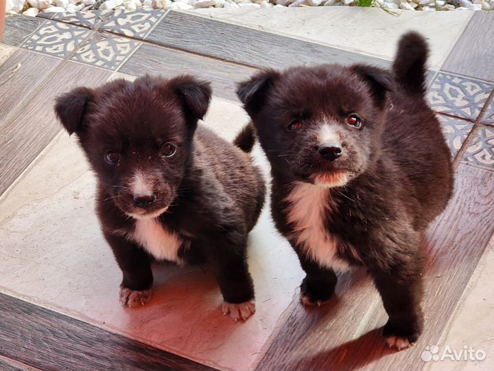 Радость в дом