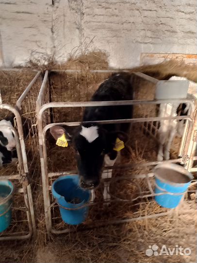 Телята бычки(доставка)