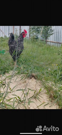 Петушки молодняк