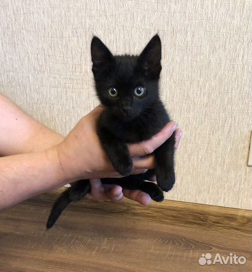 Отдам в хорошие руки черного котёнка