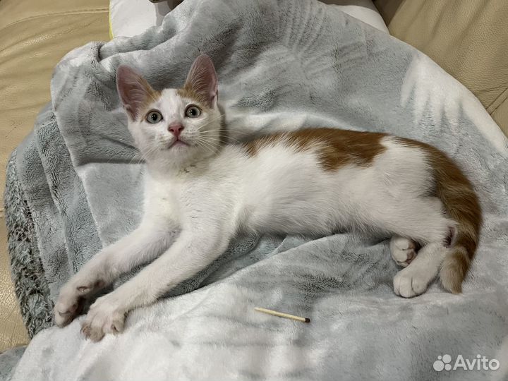 Котенок мальчик бесплатно