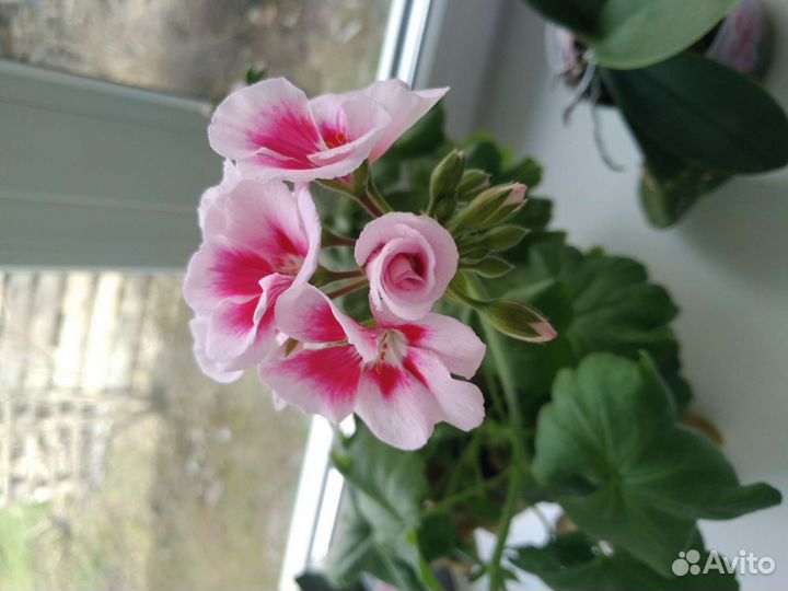 Пеларгония герань сортовая