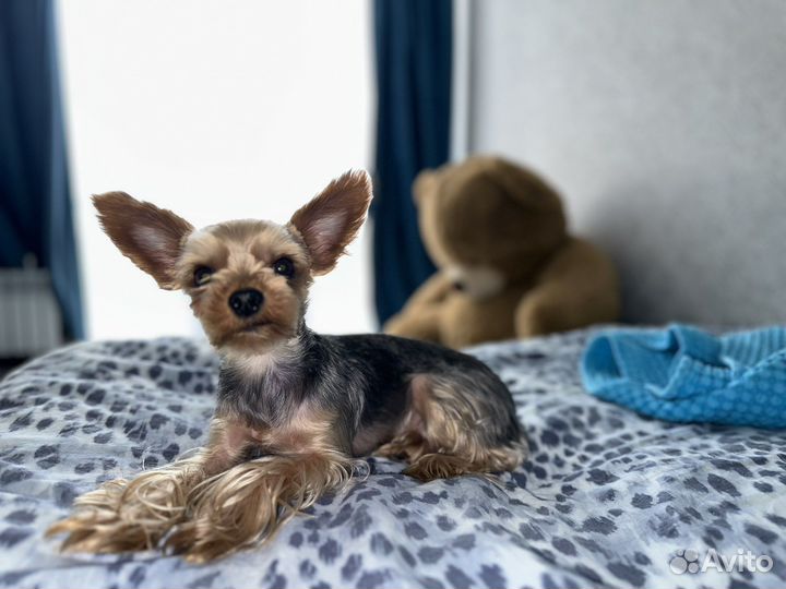 Вязка Йорк мини