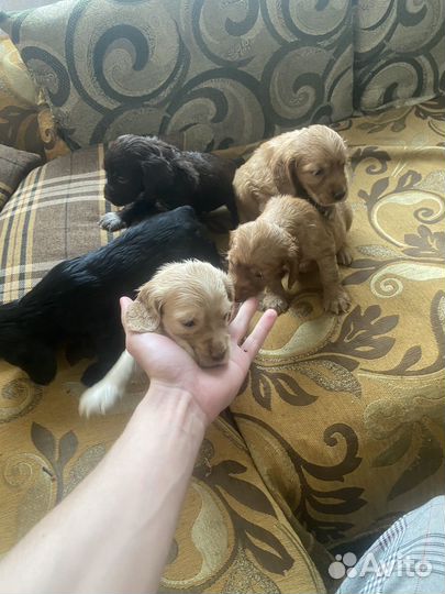 Щенки русского охотничего спаниеля