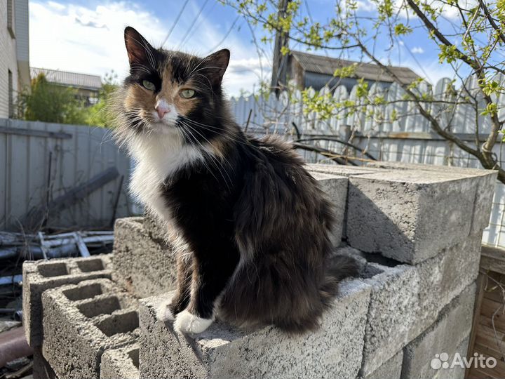 Кошка в добрые руки