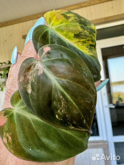 Филодендрон Микас мультиколор