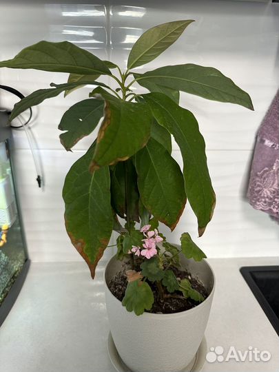 Дерево авакадо