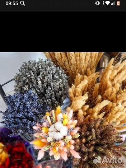 Сухоцветы