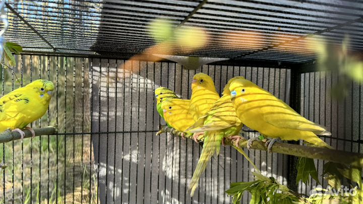 Волнистые попугаи в ответственные руки