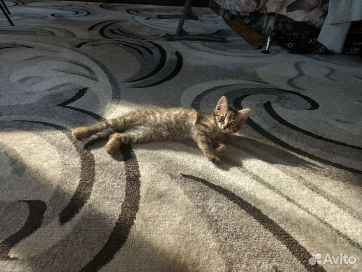 Кошка в дар