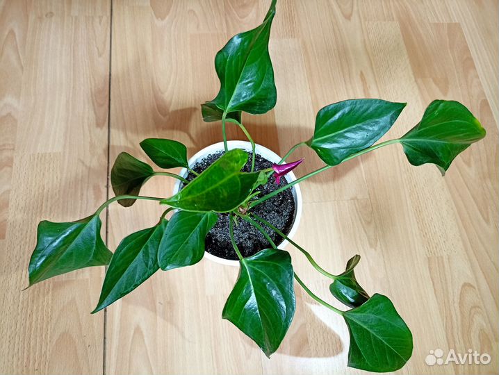 Антур Dynamit Антевекс Фиорино Саксесс Самора Зизу