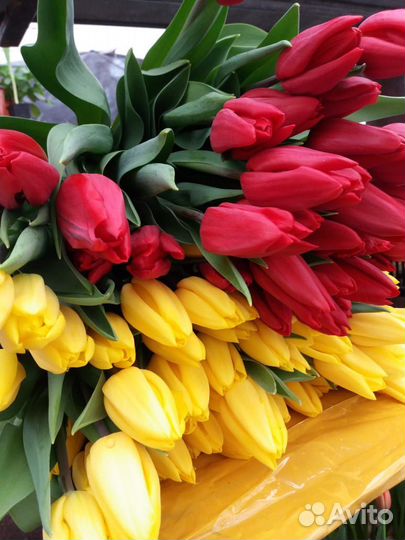 Тюльпаны к 8 марта оптом