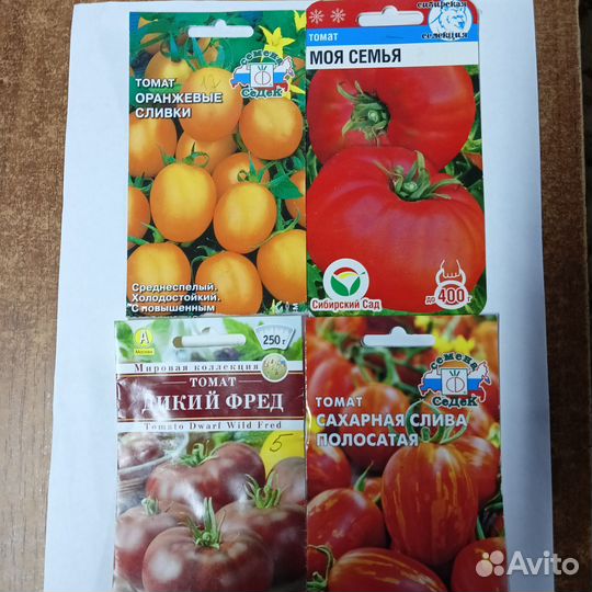 Рассада помидор