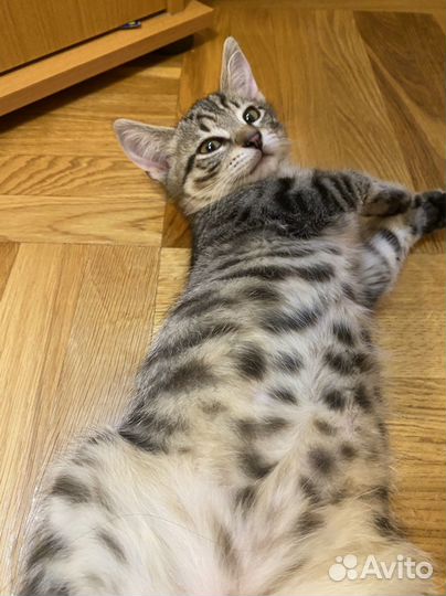 Пятнистые котята