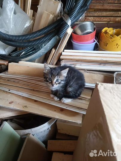 Котята в добрые руки бесплатно