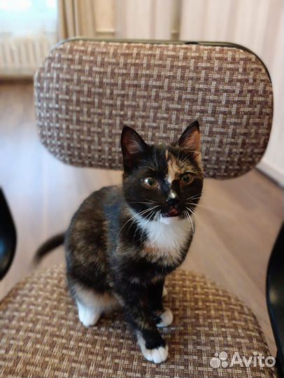 Котёнок девочка