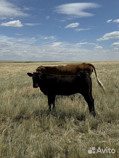 Телята телка