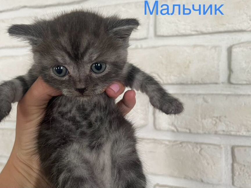 Шотландский котенок