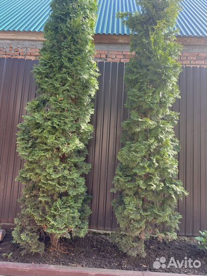 Туя 5 штук