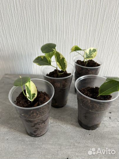 Фикус бенджамина