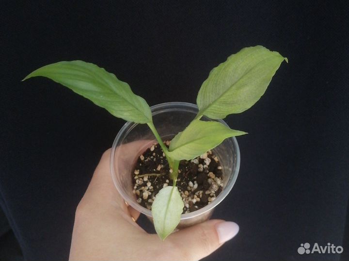 Спатифиллум Spilt milk гофра