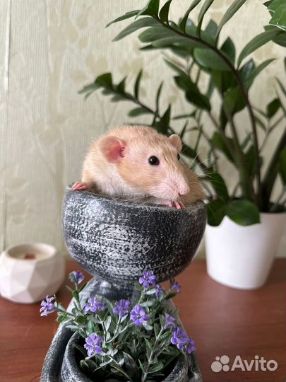 Дамбо