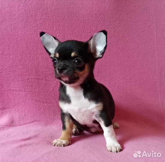 Чихуахуа мальчик