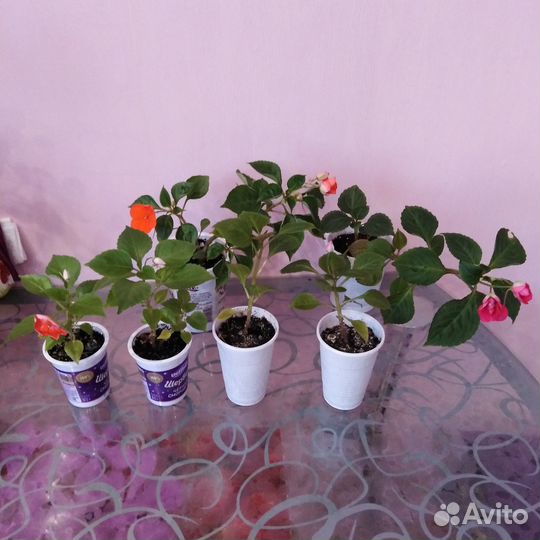 Комнатные растения
