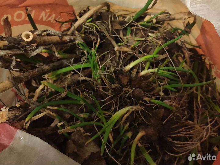 Шагающий лук